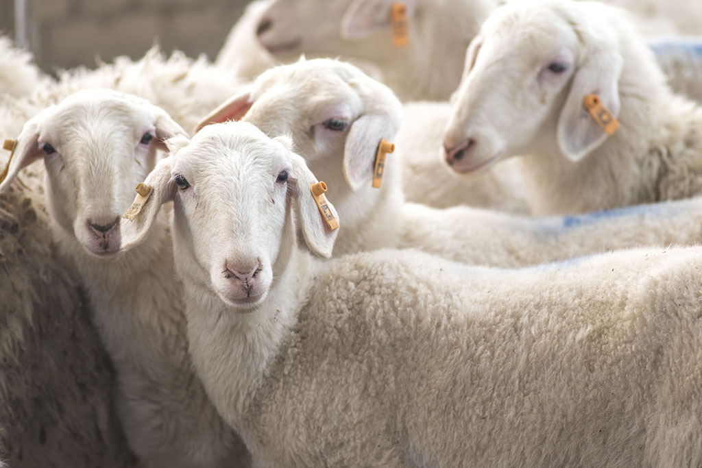 RFID Goat sheep ear tags