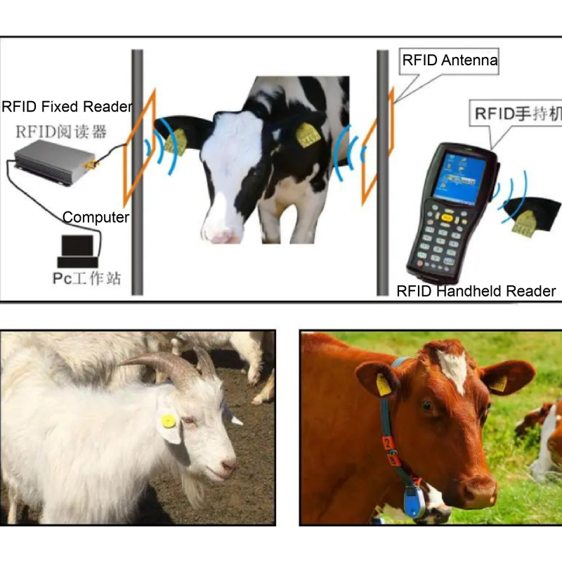 RFID Cattle ear tag reader