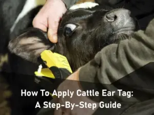 how to apply cattle ear tag