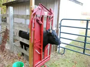 secure the cows