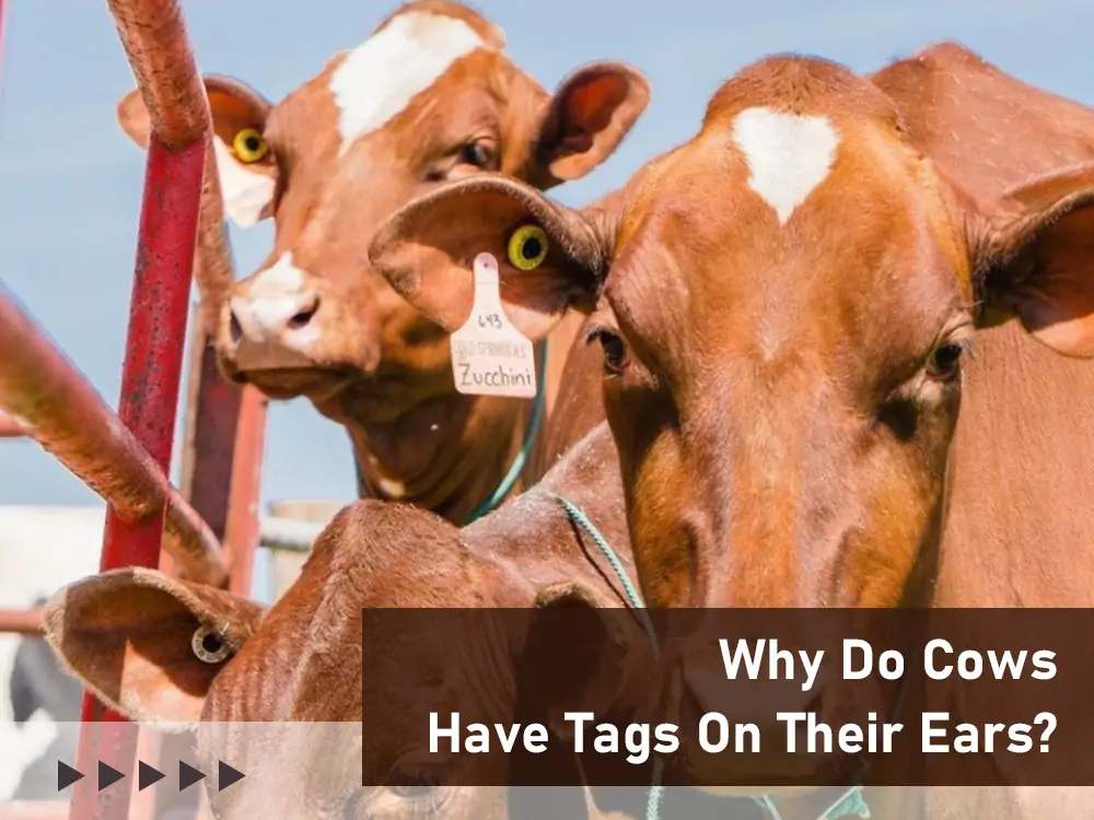 why do cows have tags on their ears