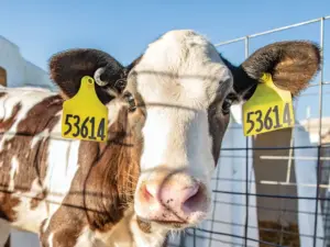 custom cattle ear tags