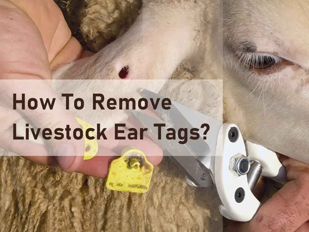 how to remove livestock ear tags