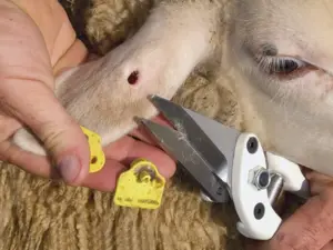 livestock ear tags removal