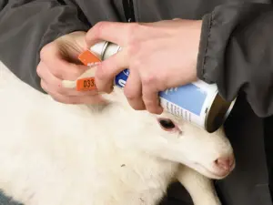 livestock ear tags removal care