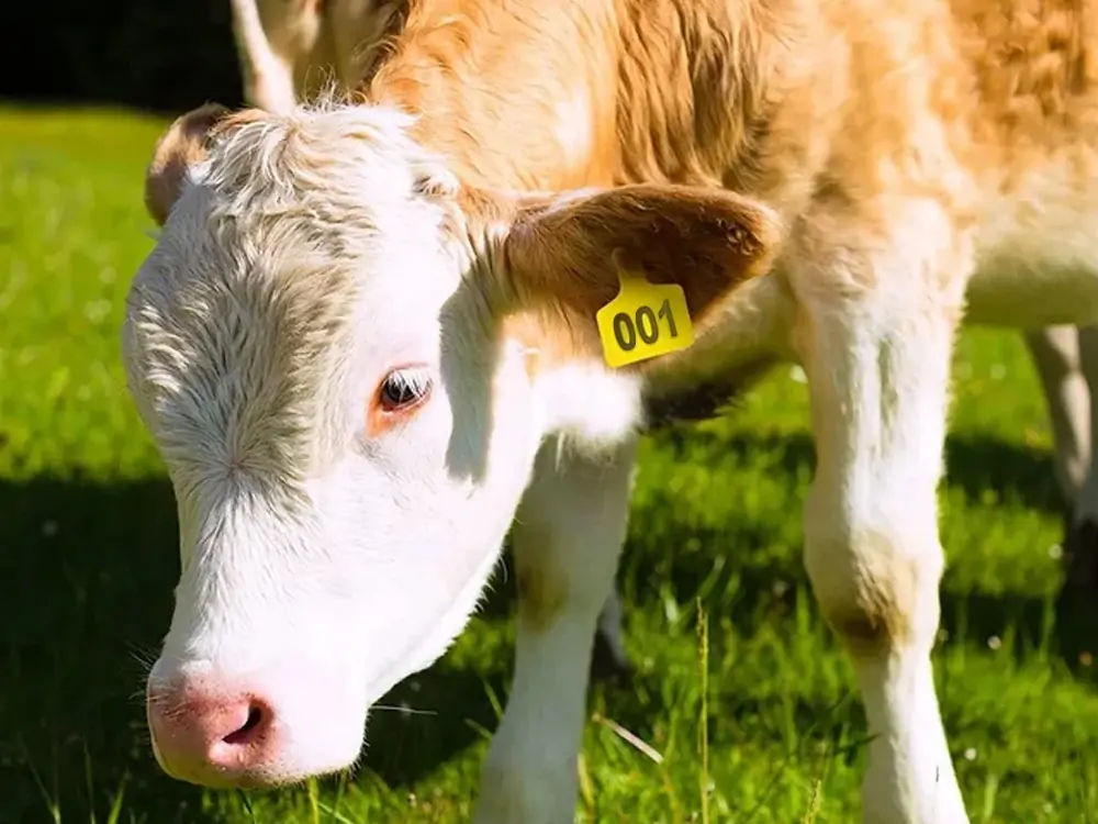 rfid-oormerken voor vee