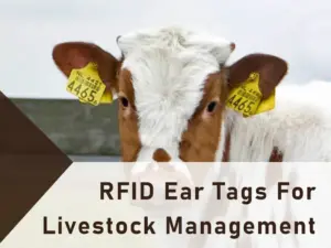 rfid ear tags for livestock management