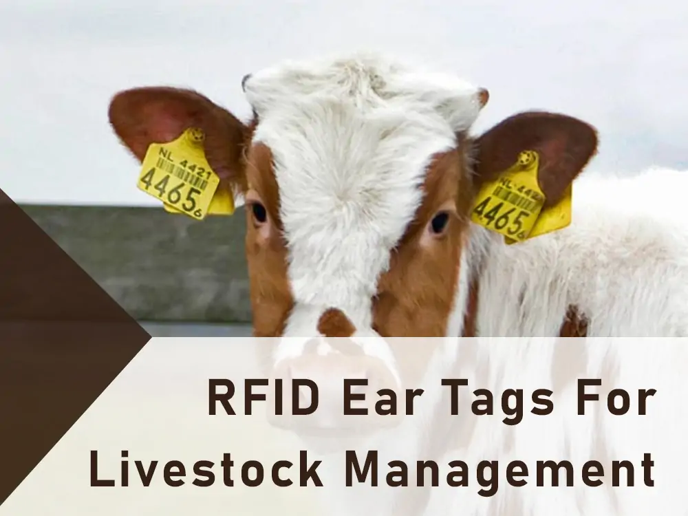 étiquettes auriculaires RFID pour la gestion du bétail