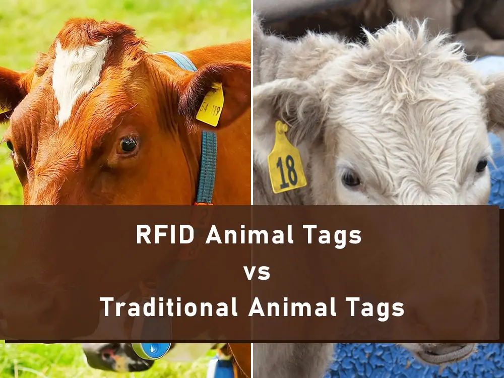 RFID animal tags vs traditional animal tags
