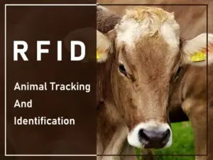 RFID animal tracking