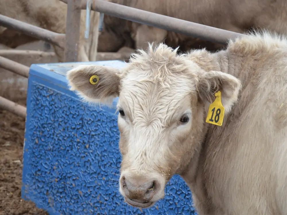 Marcas auriculares RFID na gestão do gado