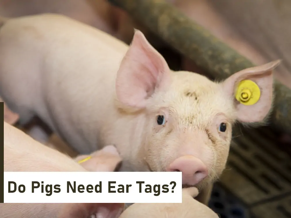 do pigs need ear tags