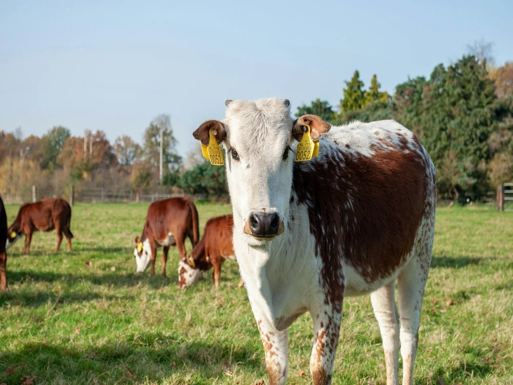 etichette RFID per bovini