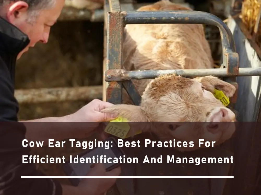 Ohrmarken von Kühen zur Identifizierung und Verwaltung