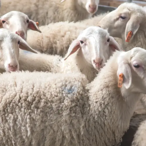 étiquettes d'oreille personnalisées pour moutons