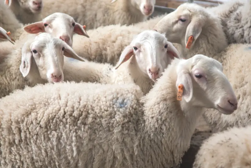 individuelle Ohrmarken für Schafe