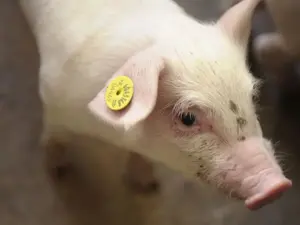 ear tagging in pigs