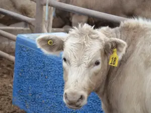 marcas auriculares para bovinos