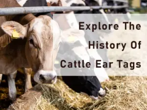 تاريخ علامات الأذن الماشية