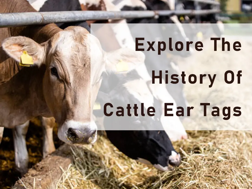 historia de las crotales en las orejas del ganado