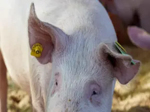 pig ear tags