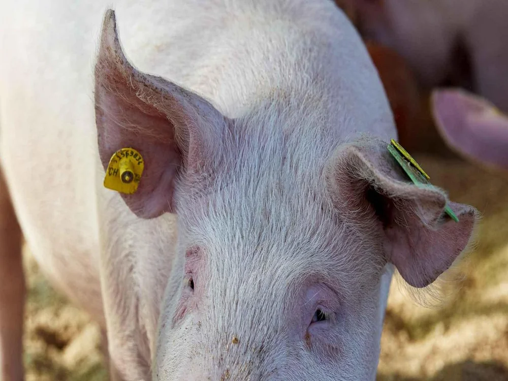 etiquetas para orelhas de porco