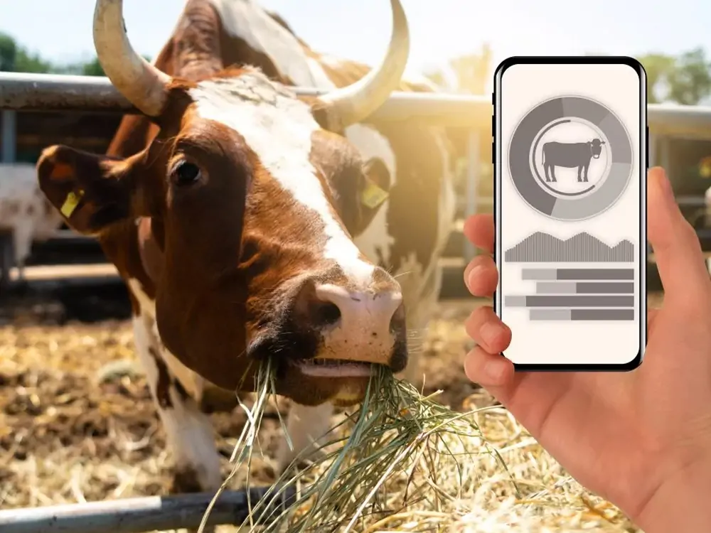 rfid cattle tags