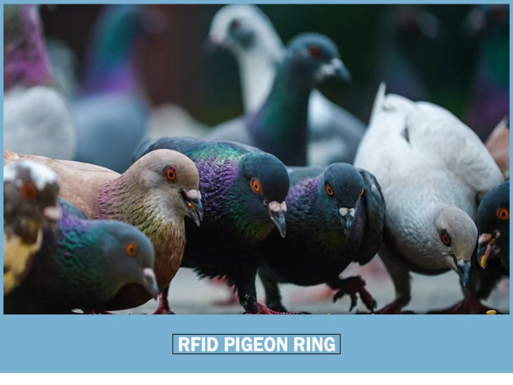anillos rfid para patas de paloma