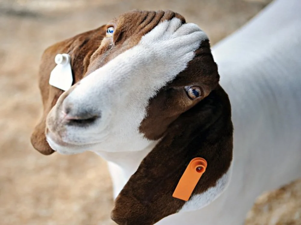 Ohrmarken für Schafe
