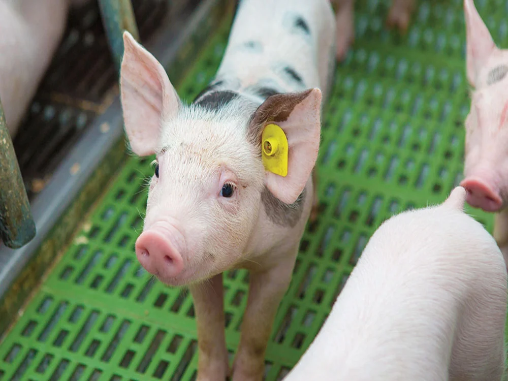 étiquettes d'oreille pour porcs