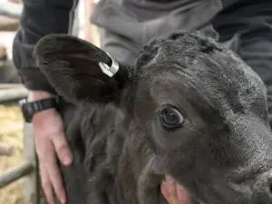 Étiquettes Auriculaires Pour Bétail | Porc, Vache, Mouton | Identification, Vaccination, élevage | Lot De 100