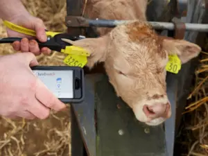 marcatura dell'orecchio della vacca