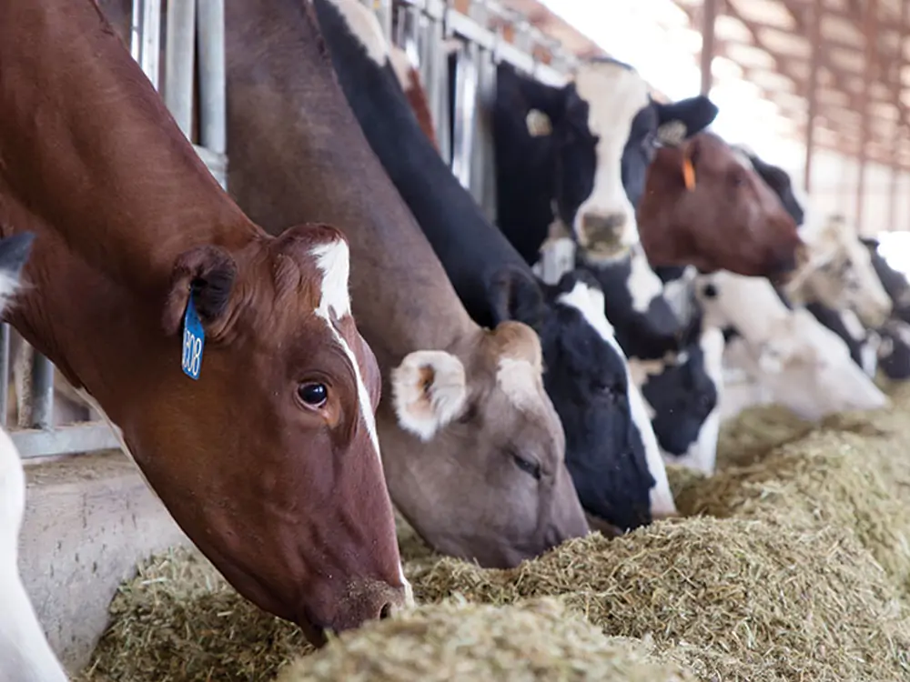 ear tagging cattle