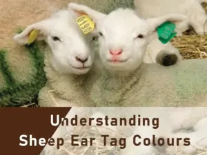 cores de etiqueta de orelha de ovelha
