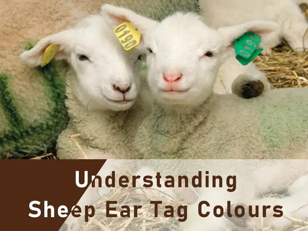 colores de crotal para oreja de oveja