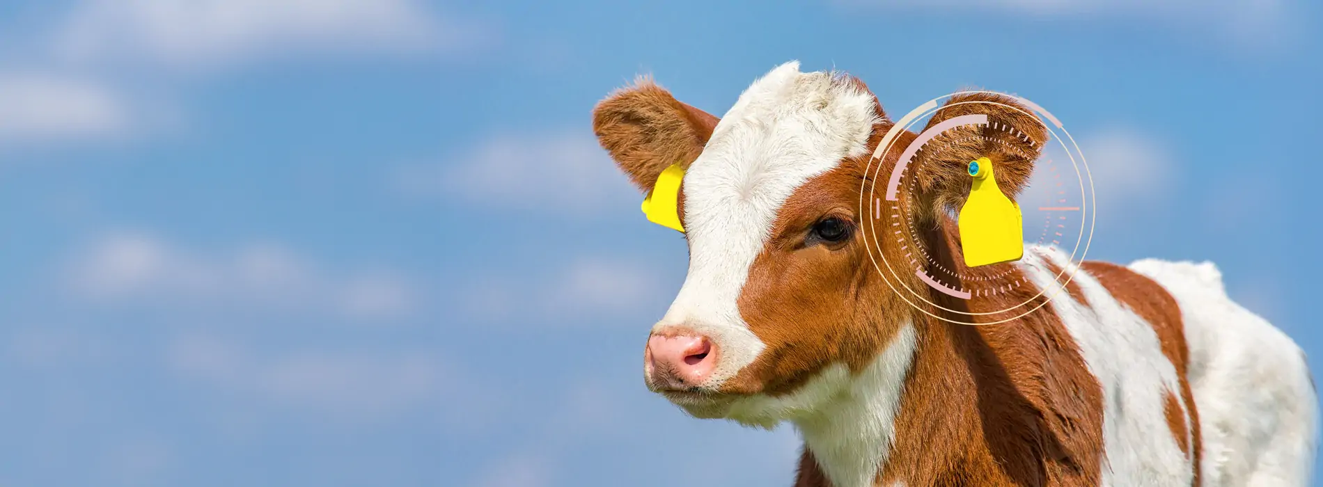 hayvancilik yöneti̇mi̇ni̇ i̇yi̇leşti̇rmek i̇çi̇n rfid büyükbaş hayvan künyeleri̇