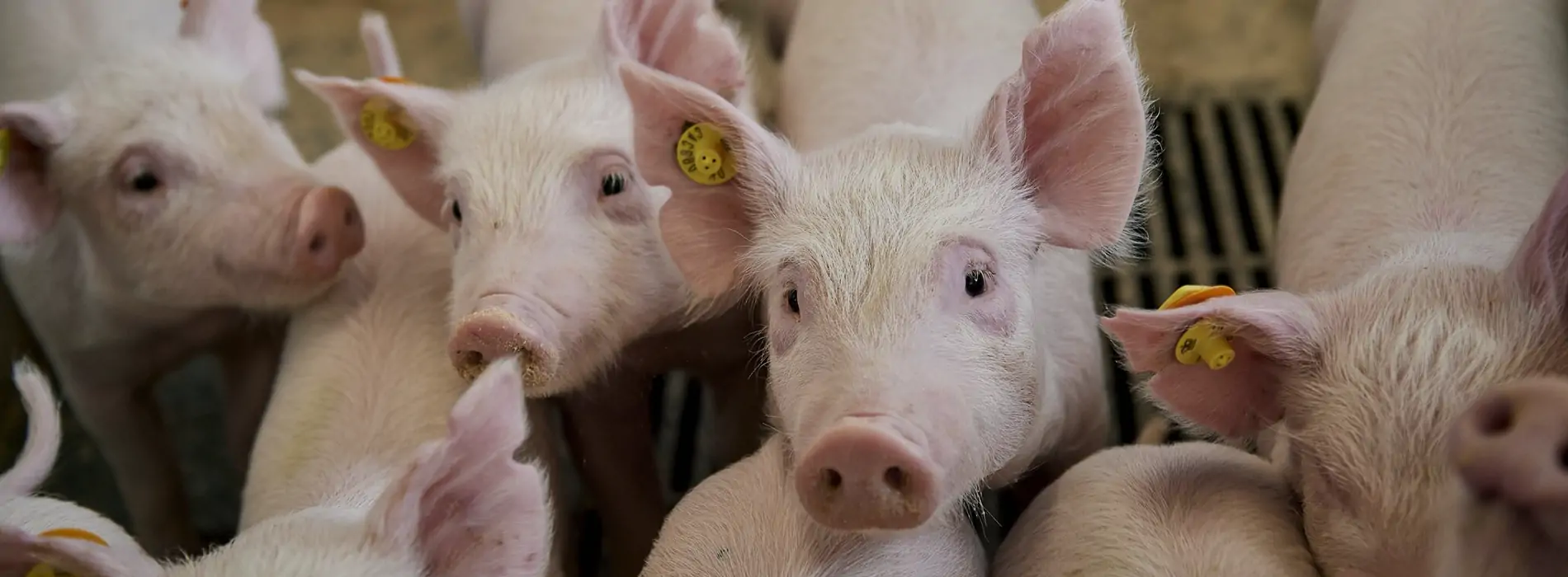 domuz yöneti̇mi̇ i̇çi̇n rfid kulak küpeleri̇