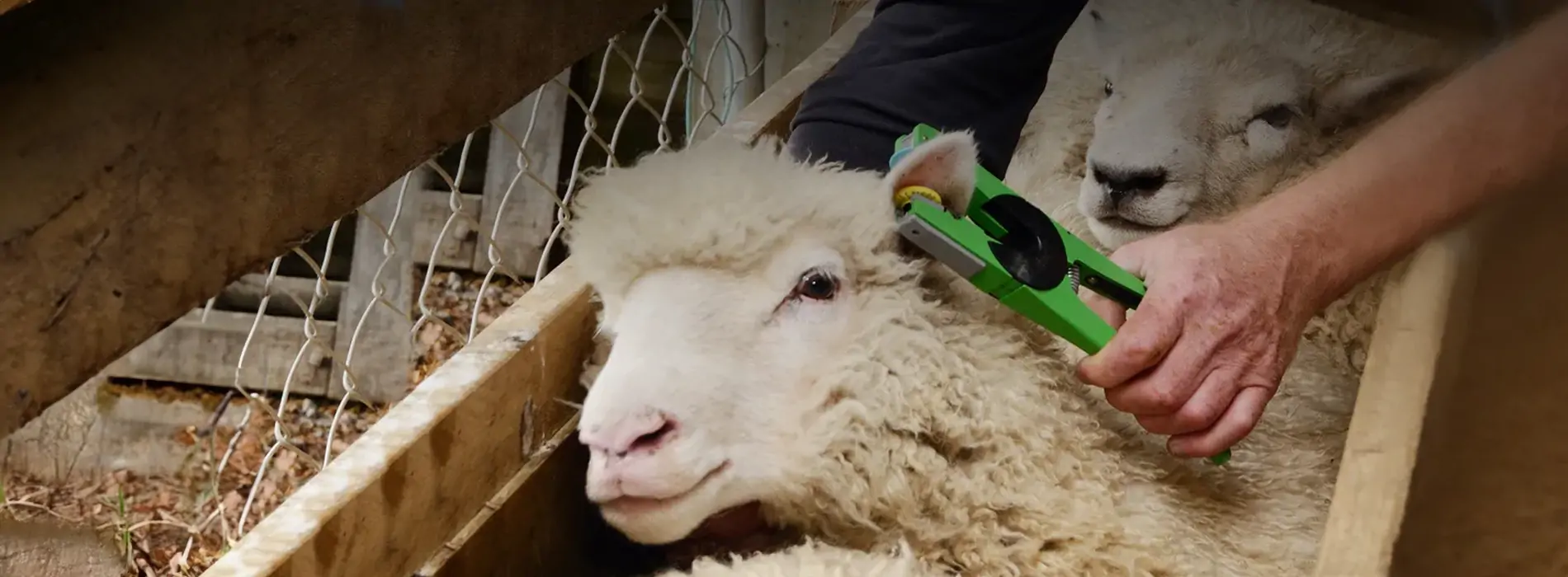 koyun ve keçi̇ler i̇çi̇n rfid kulak küpeleri̇