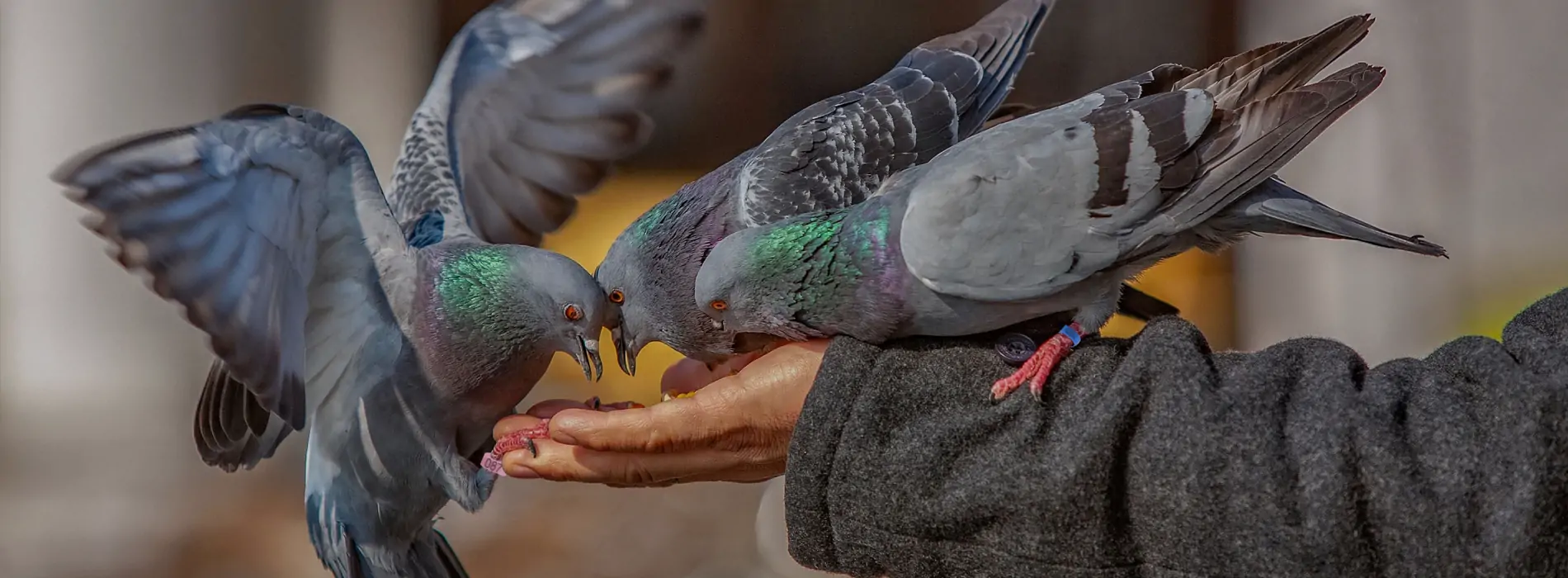 rfid güverci̇n halkalari ve bacak bantlari