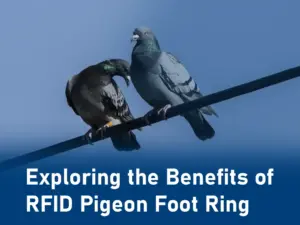 avantages de la bague de pied de pigeon rfid