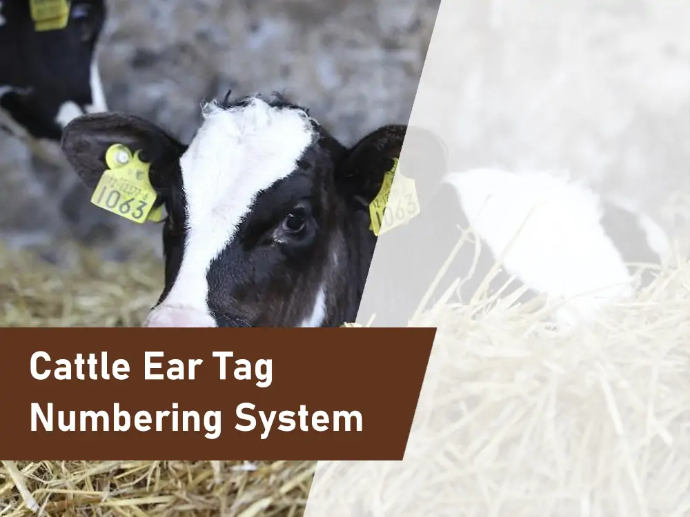 cattle ear tag numbering system