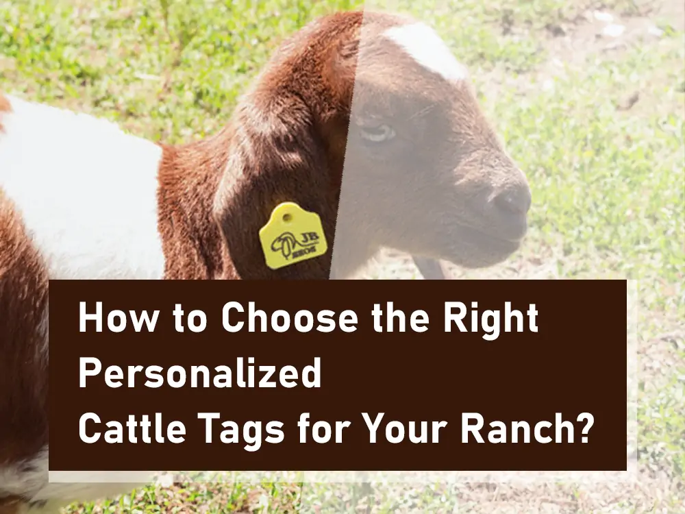 how to choose the right personalized cattle tags