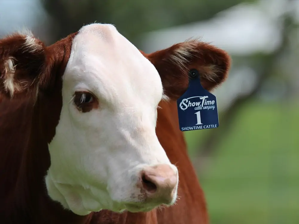 personalised cattle tags