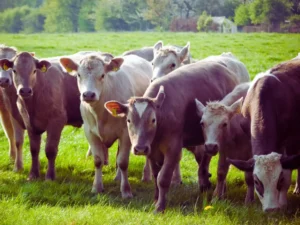 RFID Sığır Etiketleme