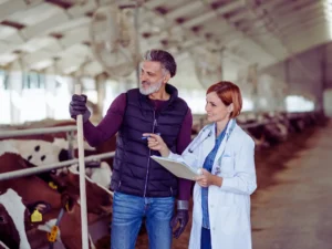 RFID Sığır Etiketleme