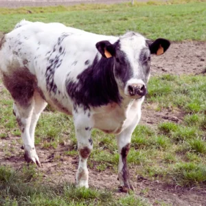 Štítky RFID pro skot