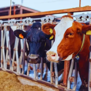 Štítky RFID pro skot