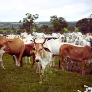 Hayvancılıkta RFID
