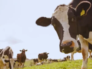 Sığır Sağlığı İzleme