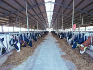 Sığır Sağlığı İzleme